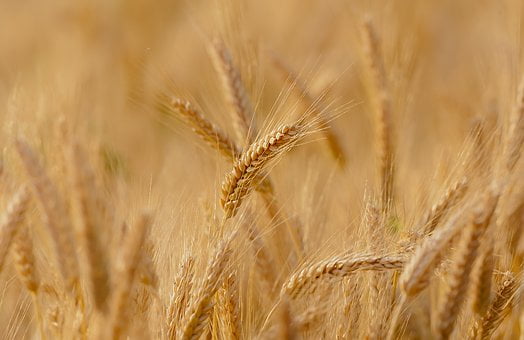 wheat-3241114__340-cereal