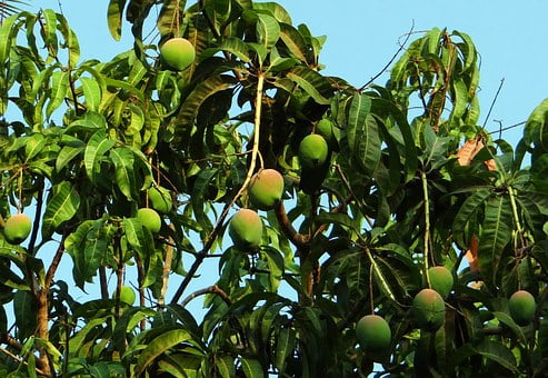 mango-tree-321075__340-fruit